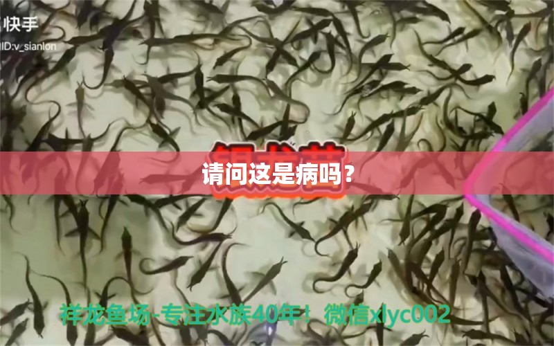 請問這是病嗎？ 龍魚疾病與治療