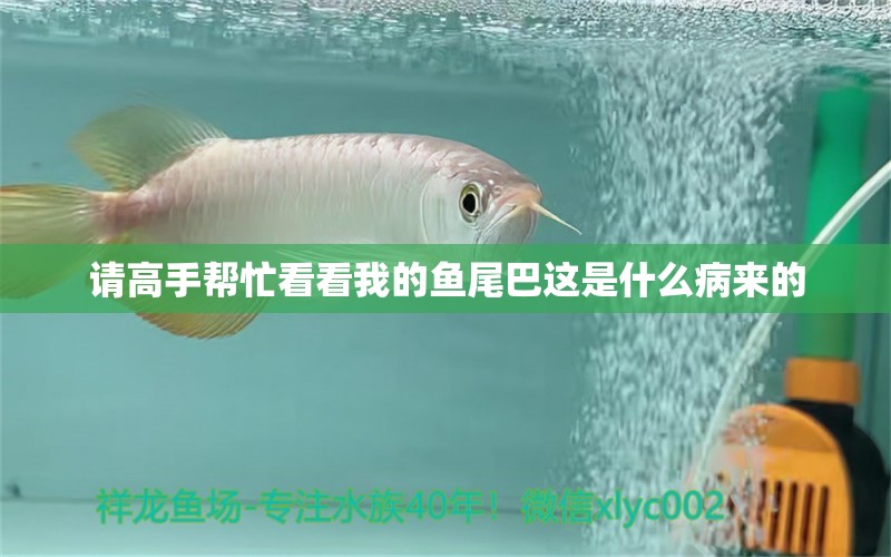 請高手幫忙看看我的魚尾巴這是什么病來的 龍魚疾病與治療