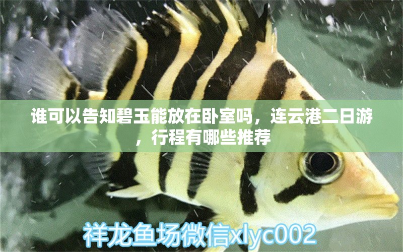 誰可以告知碧玉能放在臥室嗎，連云港二日游，行程有哪些推薦 養(yǎng)魚的好處