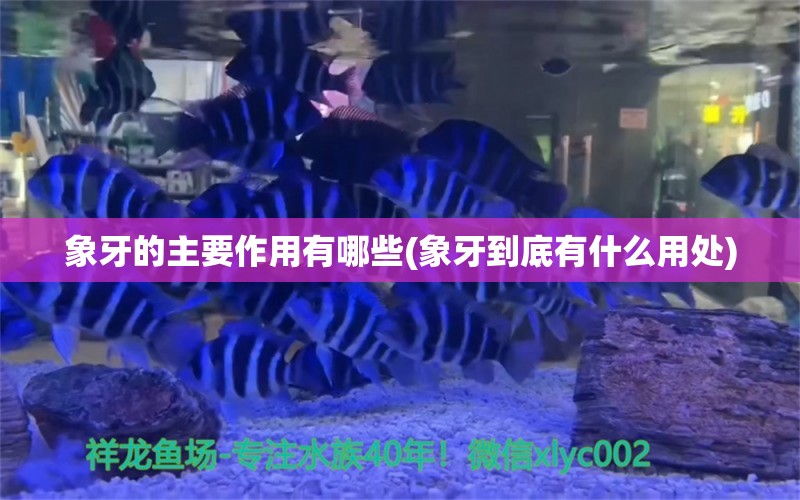 象牙的主要作用有哪些(象牙到底有什么用處) 刀魚魚