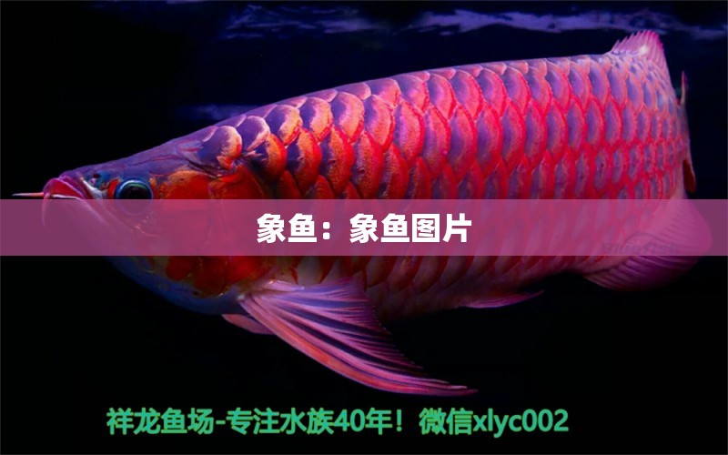 象魚：象魚圖片