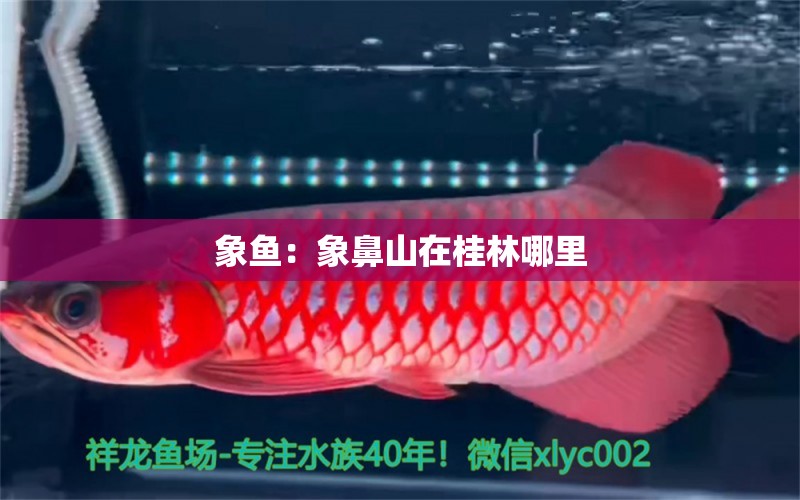 象魚：象鼻山在桂林哪里 觀賞魚