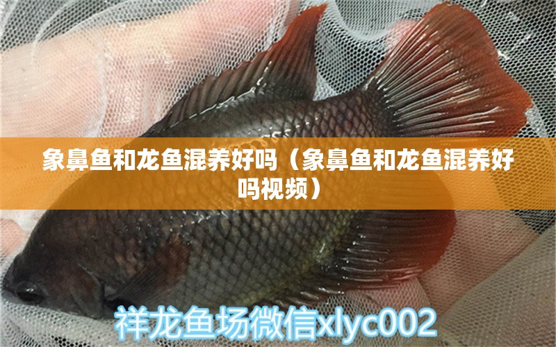 象鼻魚和龍魚混養(yǎng)好嗎（象鼻魚和龍魚混養(yǎng)好嗎視頻） 觀賞魚市場（混養(yǎng)魚）