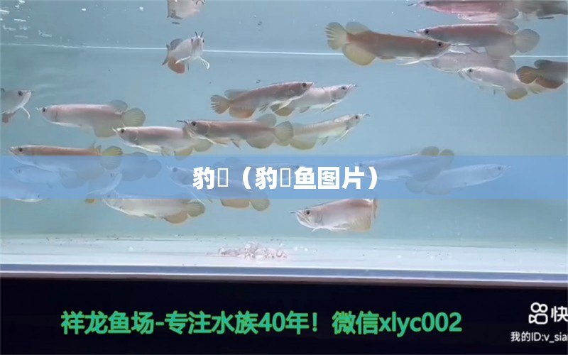 豹魟（豹魟魚圖片）