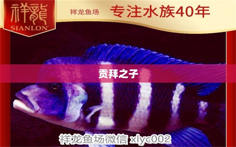 貢拜之子 魚(yú)缸清潔用具