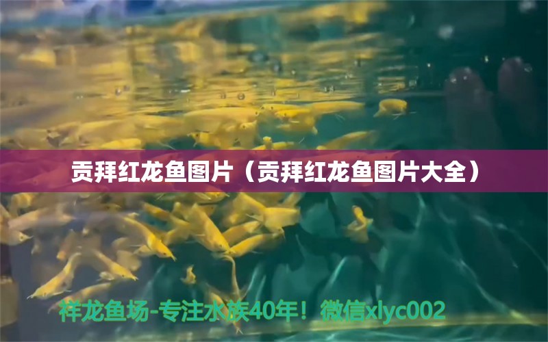 貢拜紅龍魚圖片（貢拜紅龍魚圖片大全）