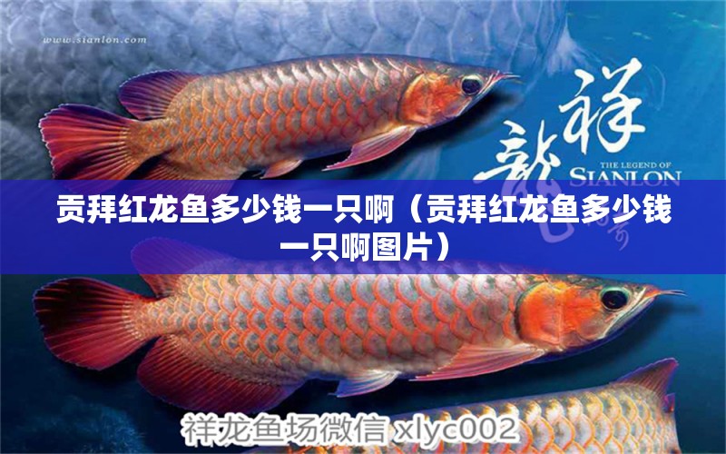 貢拜紅龍魚多少錢一只?。ㄘ暟菁t龍魚多少錢一只啊圖片）