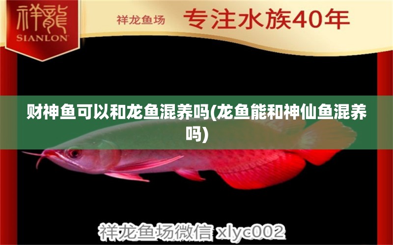 財神魚可以和龍魚混養(yǎng)嗎(龍魚能和神仙魚混養(yǎng)嗎)