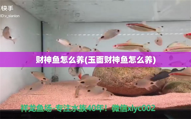 財(cái)神魚怎么養(yǎng)(玉面財(cái)神魚怎么養(yǎng))