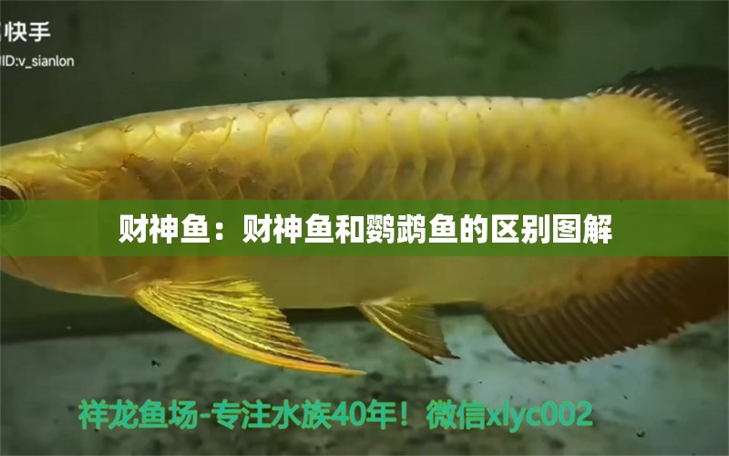 財(cái)神魚：財(cái)神魚和鸚鵡魚的區(qū)別圖解 鸚鵡魚