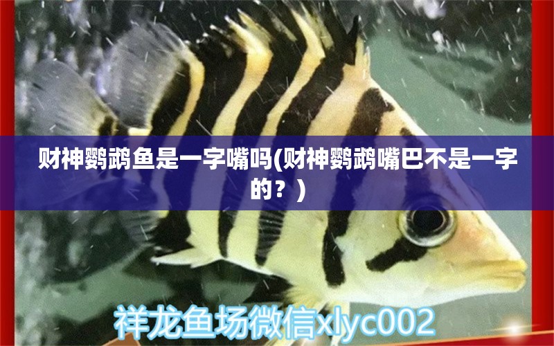 財神鸚鵡魚是一字嘴嗎(財神鸚鵡嘴巴不是一字的？) 鸚鵡魚