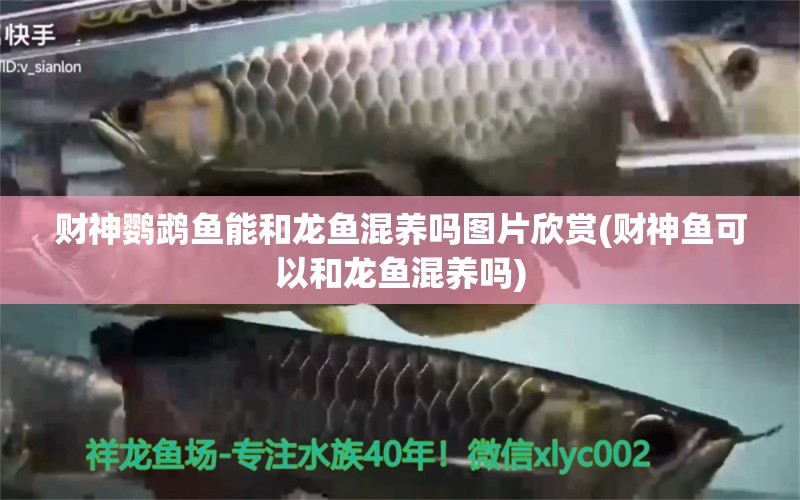 財神鸚鵡魚能和龍魚混養(yǎng)嗎圖片欣賞(財神魚可以和龍魚混養(yǎng)嗎) 鸚鵡魚