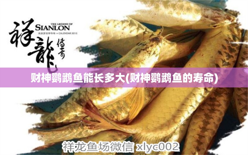 財(cái)神鸚鵡魚能長多大(財(cái)神鸚鵡魚的壽命) 鸚鵡魚