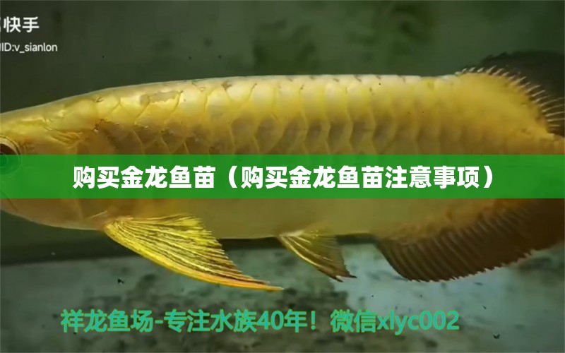 購買金龍魚苗（購買金龍魚苗注意事項）