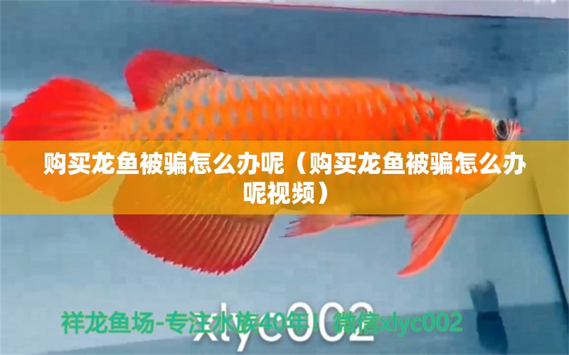 購(gòu)買(mǎi)龍魚(yú)被騙怎么辦呢（購(gòu)買(mǎi)龍魚(yú)被騙怎么辦呢視頻）