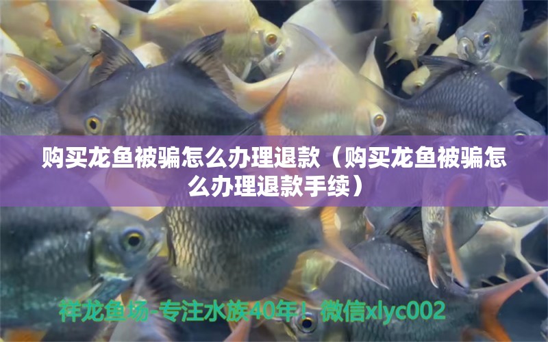 購(gòu)買(mǎi)龍魚(yú)被騙怎么辦理退款（購(gòu)買(mǎi)龍魚(yú)被騙怎么辦理退款手續(xù)） 網(wǎng)上購(gòu)買(mǎi)觀賞魚(yú)