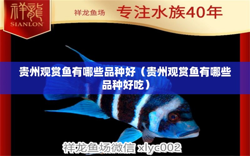 貴州觀賞魚有哪些品種好（貴州觀賞魚有哪些品種好吃） 魟魚相關(guān)