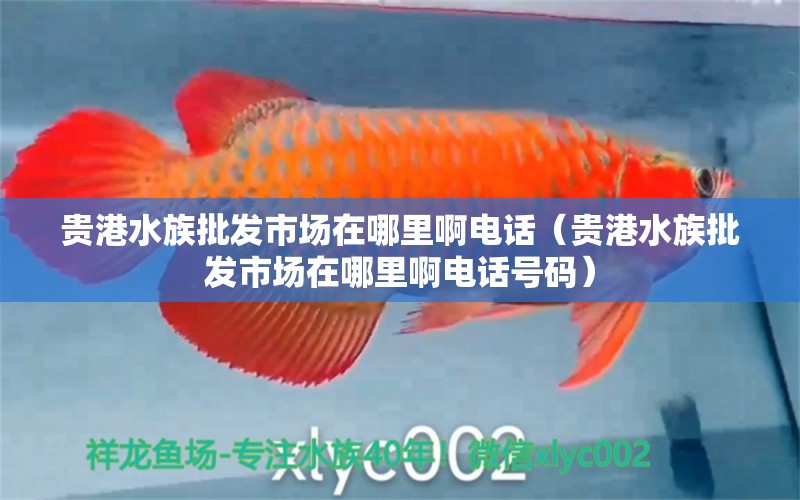 貴港水族批發(fā)市場在哪里啊電話（貴港水族批發(fā)市場在哪里啊電話號碼） 觀賞魚水族批發(fā)市場