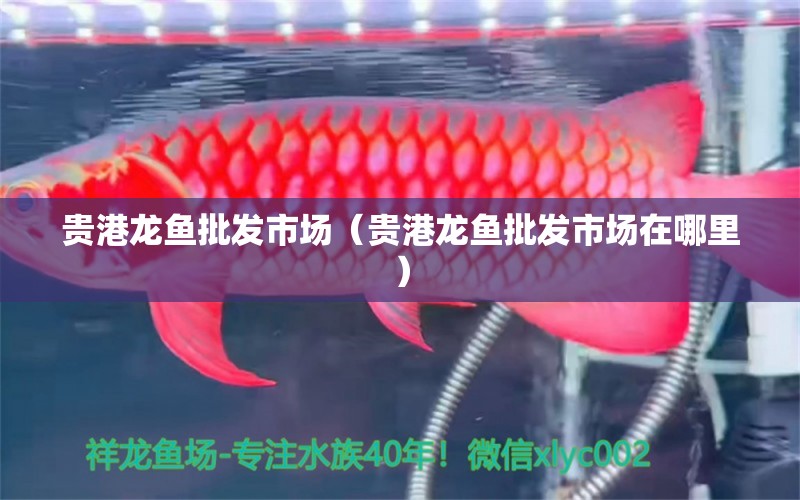 貴港龍魚批發(fā)市場（貴港龍魚批發(fā)市場在哪里） 龍魚批發(fā)