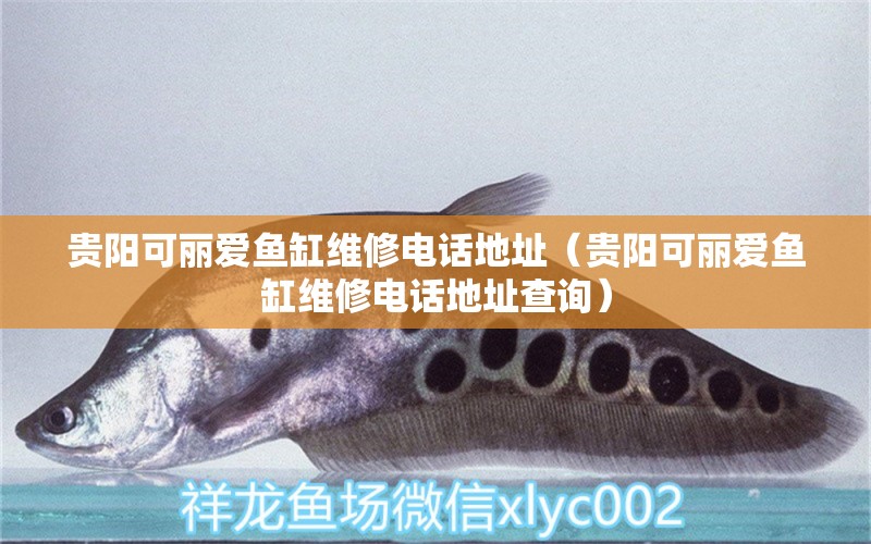 貴陽(yáng)可麗愛(ài)魚缸維修電話地址（貴陽(yáng)可麗愛(ài)魚缸維修電話地址查詢） 野生埃及神仙魚