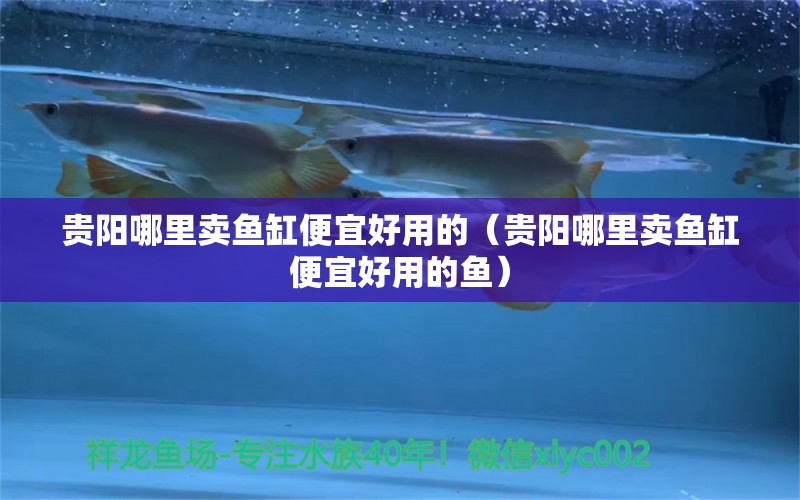 貴陽哪里賣魚缸便宜好用的（貴陽哪里賣魚缸便宜好用的魚） 黑影道人魚