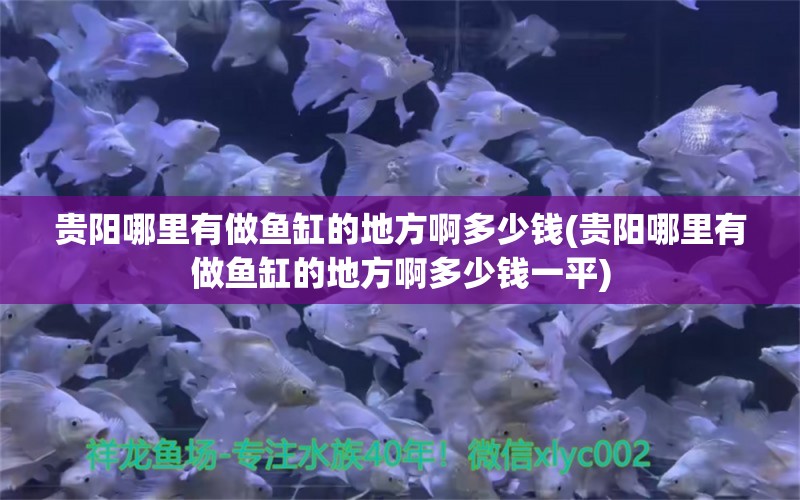 貴陽哪里有做魚缸的地方啊多少錢(貴陽哪里有做魚缸的地方啊多少錢一平) 玫瑰銀版魚