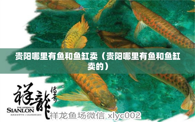 貴陽(yáng)哪里有魚和魚缸賣（貴陽(yáng)哪里有魚和魚缸賣的） 其他品牌魚缸