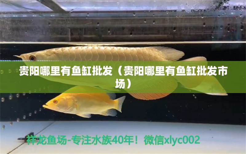 貴陽哪里有魚缸批發(fā)（貴陽哪里有魚缸批發(fā)市場） 其他品牌魚缸