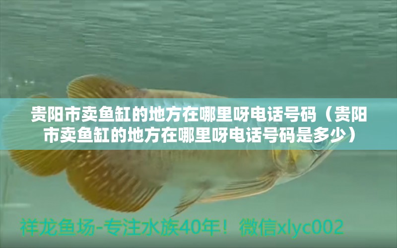 貴陽市賣魚缸的地方在哪里呀電話號碼（貴陽市賣魚缸的地方在哪里呀電話號碼是多少）