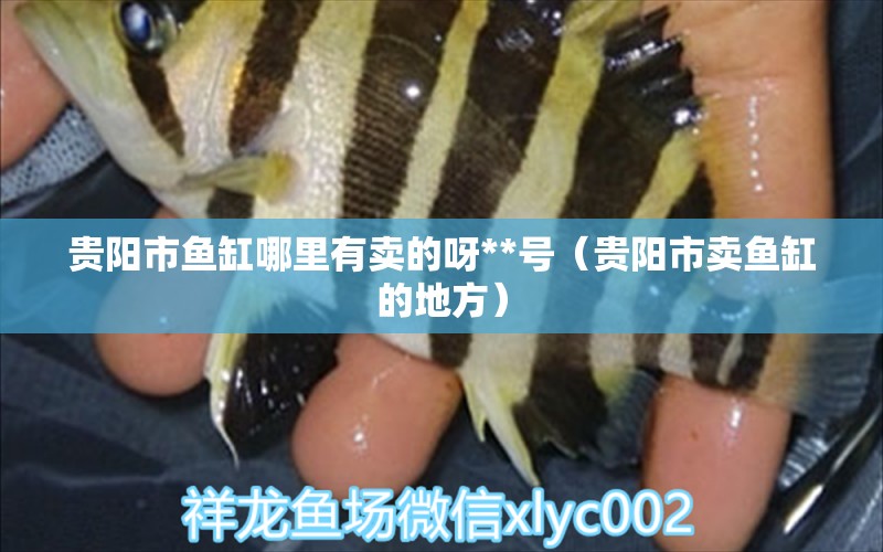 貴陽市魚缸哪里有賣的呀**號（貴陽市賣魚缸的地方） 祥龍水族醫(yī)院