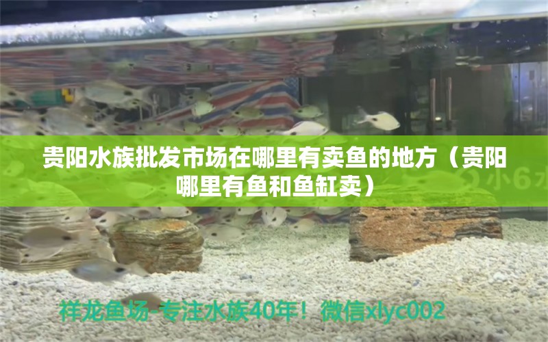 貴陽水族批發(fā)市場(chǎng)在哪里有賣魚的地方（貴陽哪里有魚和魚缸賣） 白子關(guān)刀魚