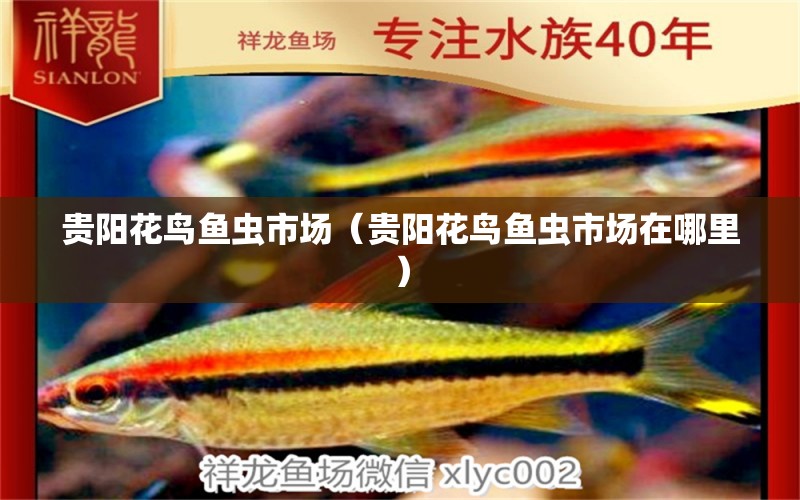 貴陽(yáng)花鳥魚蟲市場(chǎng)（貴陽(yáng)花鳥魚蟲市場(chǎng)在哪里）