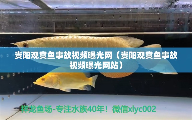 貴陽觀賞魚事故視頻曝光網(wǎng)（貴陽觀賞魚事故視頻曝光網(wǎng)站） 金頭過背金龍魚