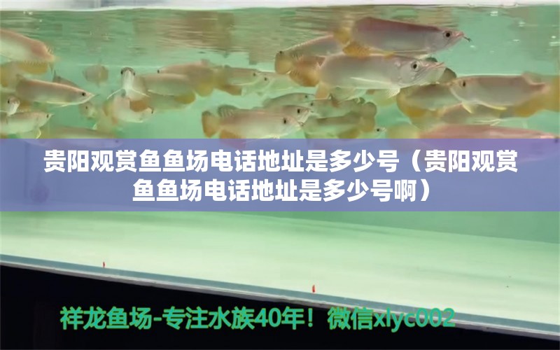 貴陽觀賞魚魚場電話地址是多少號（貴陽觀賞魚魚場電話地址是多少號?。? title=