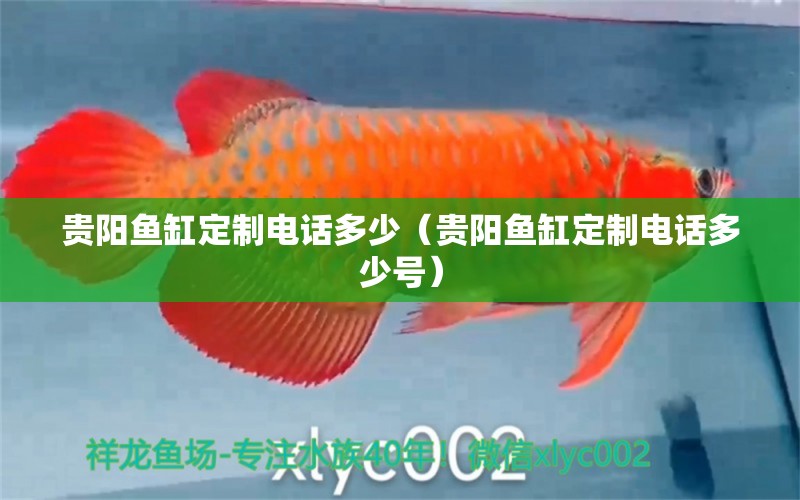 貴陽(yáng)魚(yú)缸定制電話多少（貴陽(yáng)魚(yú)缸定制電話多少號(hào)） 白子銀版魚(yú)