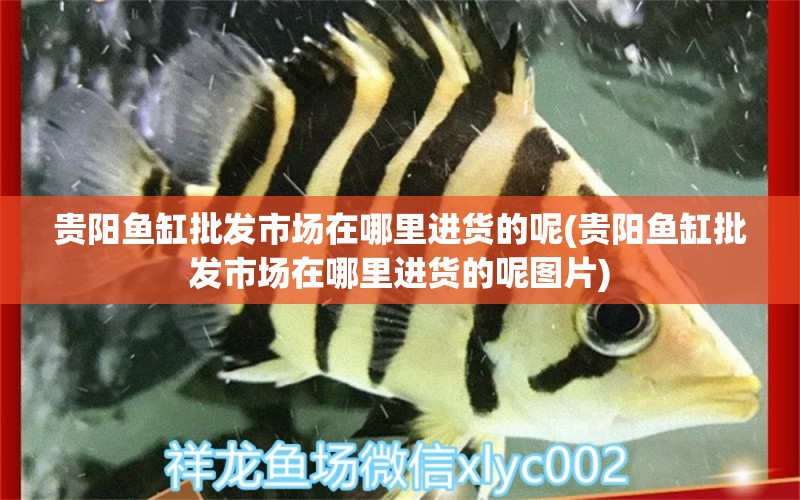 貴陽魚缸批發(fā)市場在哪里進貨的呢(貴陽魚缸批發(fā)市場在哪里進貨的呢圖片)