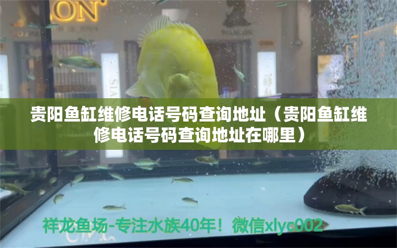 貴陽魚缸維修電話號碼查詢地址（貴陽魚缸維修電話號碼查詢地址在哪里） 祥龍水族濾材/器材