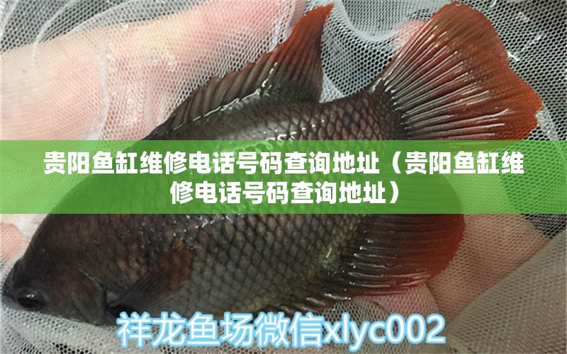 貴陽魚缸維修電話號(hào)碼查詢地址（貴陽魚缸維修電話號(hào)碼查詢地址）