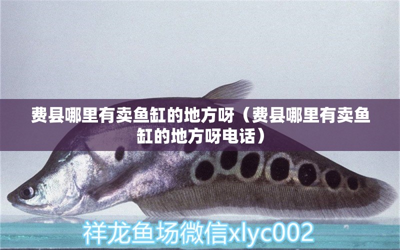 費(fèi)縣哪里有賣魚缸的地方呀（費(fèi)縣哪里有賣魚缸的地方呀電話）