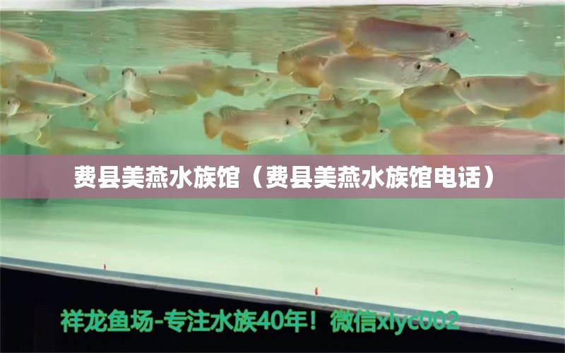 費(fèi)縣美燕水族館（費(fèi)縣美燕水族館電話） 全國(guó)水族館企業(yè)名錄