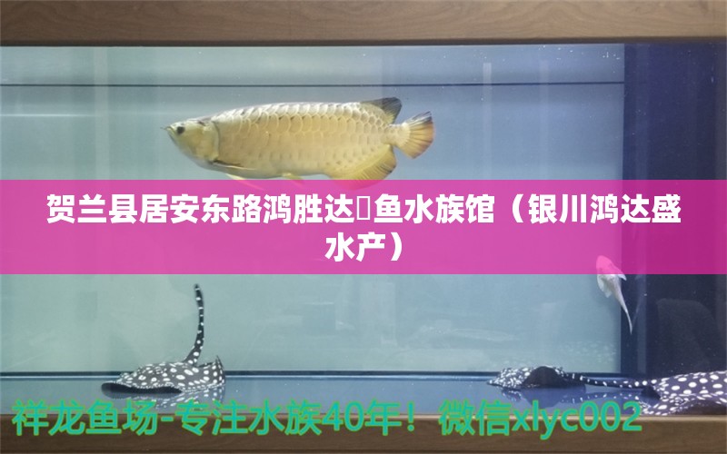 賀蘭縣居安東路鴻勝達(dá)魟魚水族館（銀川鴻達(dá)盛水產(chǎn)）