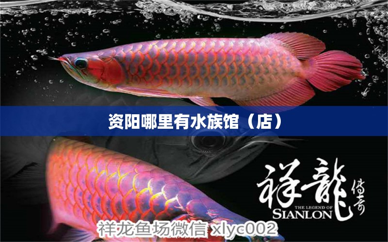 資陽哪里有水族館（店） 觀賞魚水族批發(fā)市場