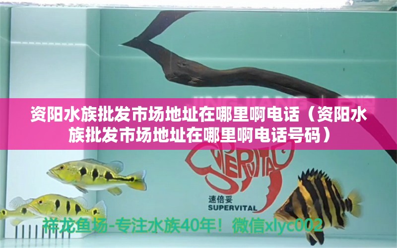 資陽(yáng)水族批發(fā)市場(chǎng)地址在哪里啊電話(huà)（資陽(yáng)水族批發(fā)市場(chǎng)地址在哪里啊電話(huà)號(hào)碼） 觀賞魚(yú)水族批發(fā)市場(chǎng)