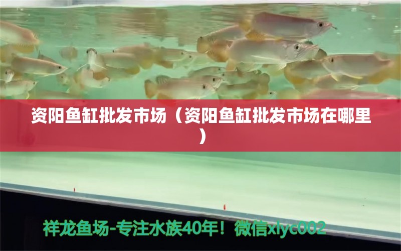 資陽魚缸批發(fā)市場（資陽魚缸批發(fā)市場在哪里） 觀賞魚水族批發(fā)市場