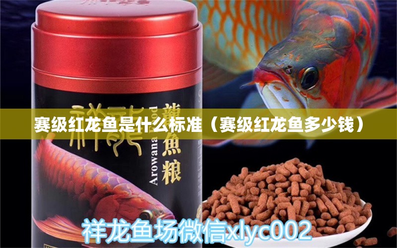 賽級紅龍魚是什么標(biāo)準(zhǔn)（賽級紅龍魚多少錢） 賽級紅龍魚