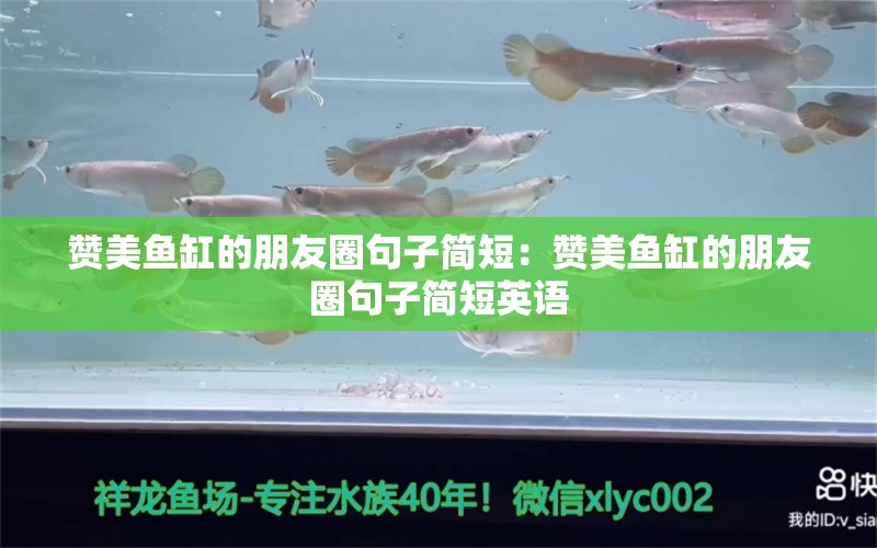 贊美魚缸的朋友圈句子簡短：贊美魚缸的朋友圈句子簡短英語 廣州水族批發(fā)市場 第2張