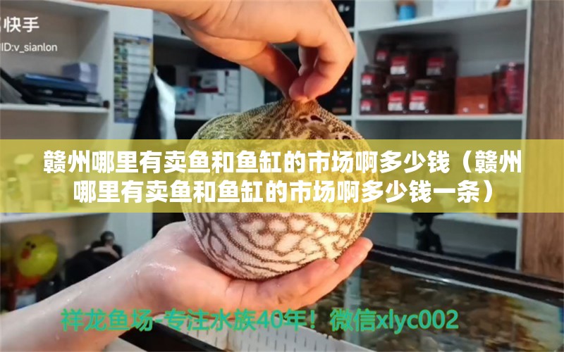 贛州哪里有賣魚和魚缸的市場啊多少錢（贛州哪里有賣魚和魚缸的市場啊多少錢一條） 觀賞魚水族批發(fā)市場