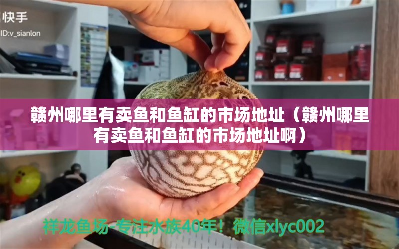 贛州哪里有賣魚和魚缸的市場地址（贛州哪里有賣魚和魚缸的市場地址啊）