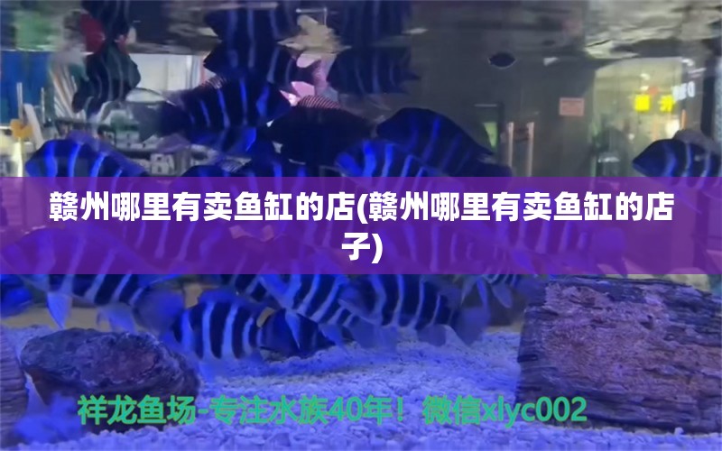 贛州哪里有賣魚缸的店(贛州哪里有賣魚缸的店子) 暹羅巨鯉