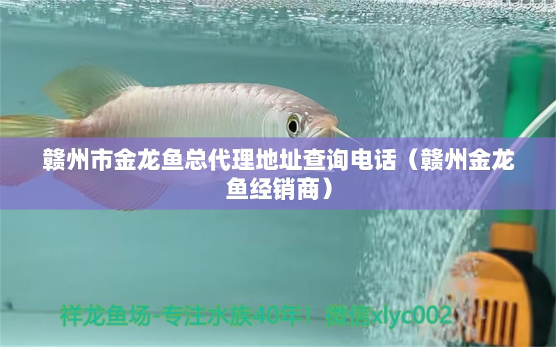 贛州市金龍魚總代理地址查詢電話（贛州金龍魚經(jīng)銷商）